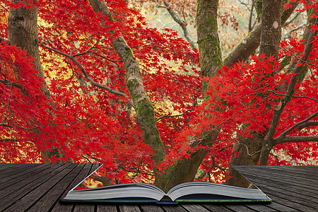 书与枫叶素材令人惊叹的五颜六色,充满活力的红色黄色的日本枫树秋季森林林地景观细节英国乡村神奇的故事书页中出来背景