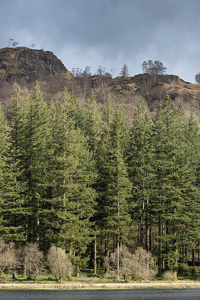 英国湖区红豆杉树Tarn美丽的春季景观形象图片