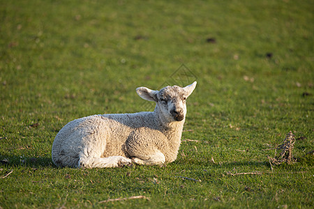 英国乡村清晨阳光下美丽的年轻春天羔羊图片