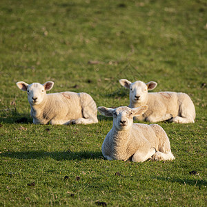 英国乡村清晨阳光下美丽的年轻春天羔羊图片