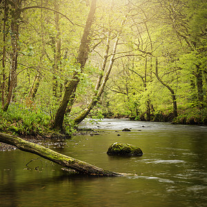 美丽的春天景观形象的河流蒂恩流经郁郁葱葱的绿色森林英国农村图片