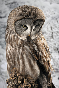 美丽的肖像,伟大的灰色猫头鹰条纹星云工作室与雪冬背景图片