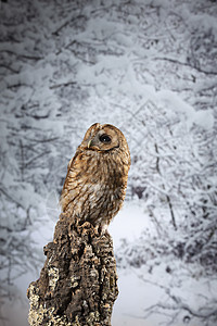 美丽的黄褐色猫头鹰条纹冬季雪林背景图片