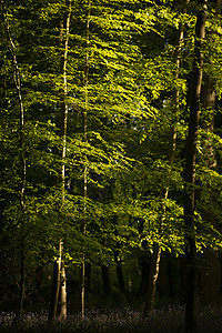 令人惊叹的山毛榉树森林景观形象与斑驳的阳光创造了聚光灯树木茂密的林地图片