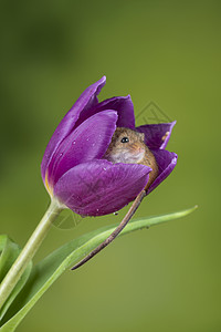 可爱的收获小鼠微毛紫色郁金香花叶中绿色自然背景背景图片