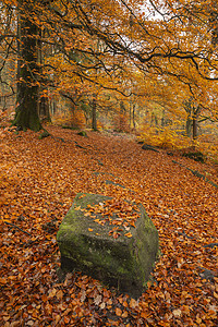 令人惊叹的彩色生机勃勃的森林林地秋季景观英国的高峰地区图片