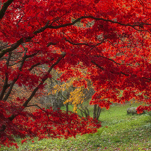 颜色鲜艳的秋季枫树背景图片