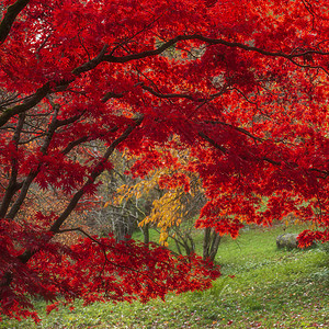 颜色鲜艳的秋季枫树图片