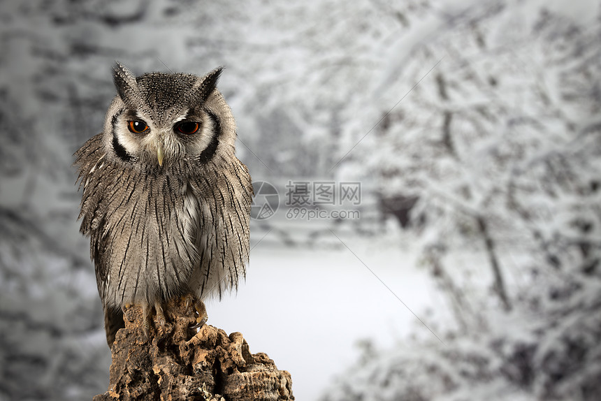 美丽的肖像南部面猫头鹰Ptilopsagranti工作室与雪冬图片