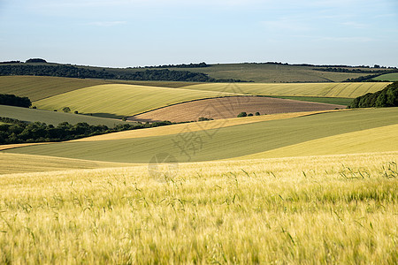 英国金黄色农田夏季景观图片