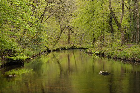 美丽的春天景观形象的河流蒂恩流经郁郁葱葱的绿色森林英国农村图片
