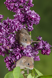 可爱的收获小鼠微红色的花叶上,中的绿色自然背景图片