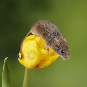 可爱的收获小鼠微毛黄色郁金香花叶中绿色自然背景背景图片