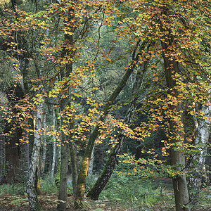 令人惊叹的秋天秋天秋天树木秋天的颜色英国的新森林与美丽的阳光,颜色流行黑暗的背景图片