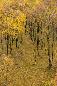 令人叹为观止的银桦林与金色的叶子秋季景观上佩德利峡谷英国的高峰地区图片