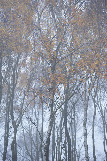 英格兰雾峰区美丽而充满活力的秋季景观图片