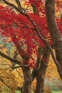 令人惊叹的五颜六色,充满活力的红色黄色的日本枫树秋季森林林地景观细节英国农村图片