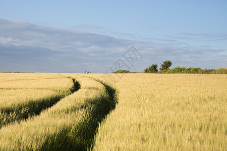 柔的日落光线下,英国农村农田美丽的夏季景观图片