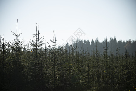朦胧的遥远背景下,松树的美丽景观形象图片