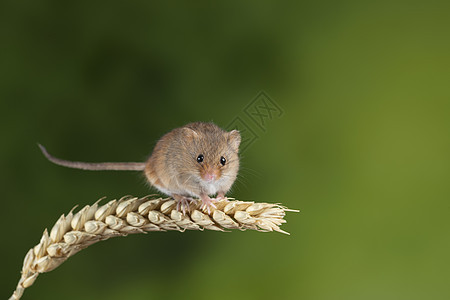 可爱的小鼠趴在微毛麦秆上图片
