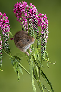 可爱的收获老鼠微毛红色花叶与中绿色自然背景图片
