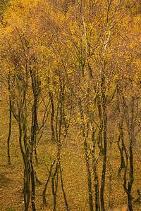 令人叹为观止的银桦林与金色的叶子秋季景观上佩德利峡谷英国的高峰地区图片