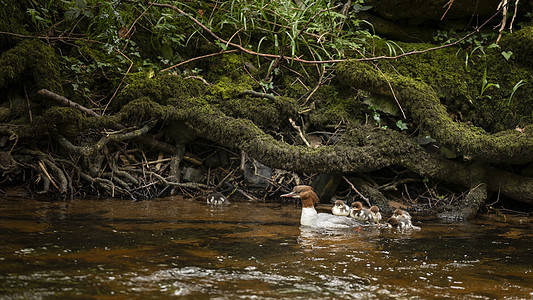 春天,英格兰的蒂恩河上游泳的雌戈桑德梅根瑟小鸭子图片