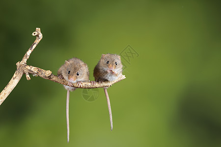 可爱的收获小鼠微毛木棒上,中的绿色背景背景图片