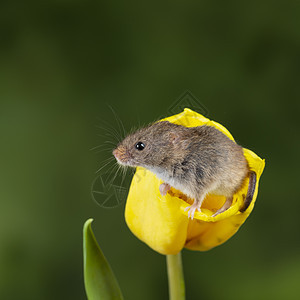 可爱的收获小鼠微毛黄色郁金香花叶中绿色自然背景图片