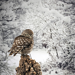 美丽的肖像小猫头鹰雅典娜夜曲工作室与冬季自然背景图片