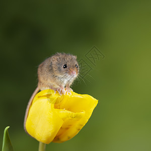 可爱的收获小鼠微毛黄色郁金香花叶中绿色自然背景背景图片