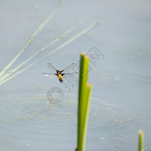 美丽的形象,女宽阔的胸衣追逐蜻蜓,LibellulaDepressa飞行附近的芦苇水中的夏季月份图片