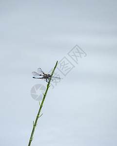 美丽的形象,雄宽胸衣追逐蜻蜓LibellulaDepressa芦苇水中的夏季月份图片