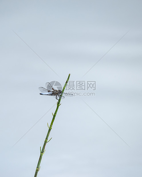 美丽的形象,雄宽胸衣追逐蜻蜓LibellulaDepressa芦苇水中的夏季月份图片