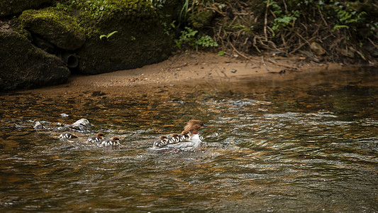 春天,英格兰的蒂恩河上游泳的雌戈桑德梅根瑟小鸭子图片