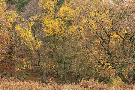 令人惊叹的彩色生机勃勃的森林林地秋季景观英国的高峰地区图片