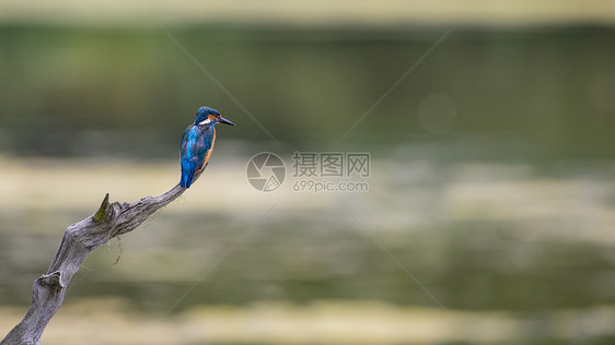 美丽的普通翠鸟阿尔塞多栖息树枝上的河流狩猎食物图片