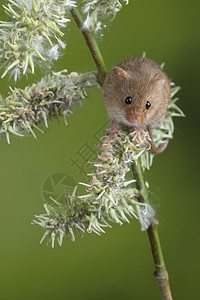 可爱的收获小鼠微毛白色的花叶上,中的绿色自然背景图片