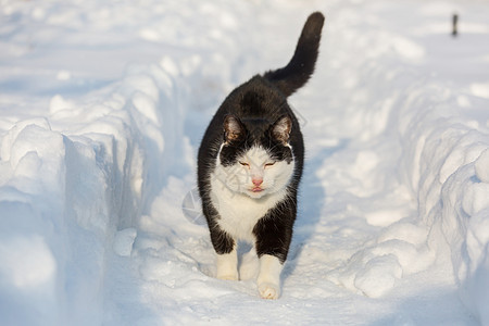 冬天的雪中猫出来图片