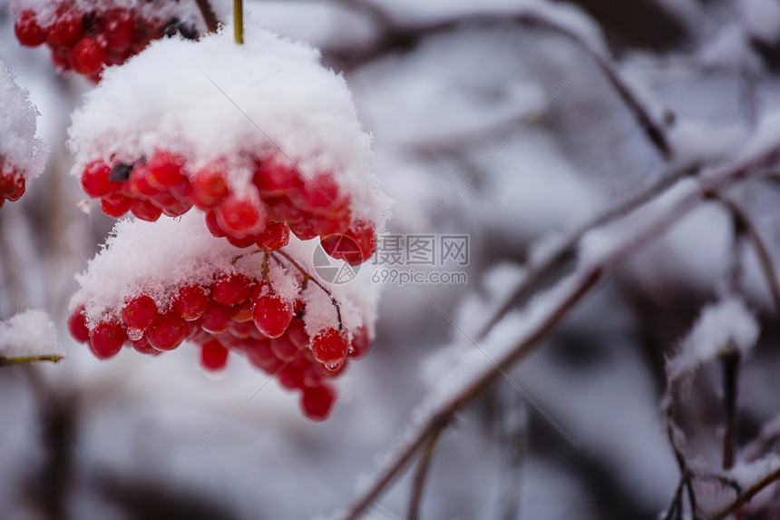 冬季的红色冷冻浆果图片