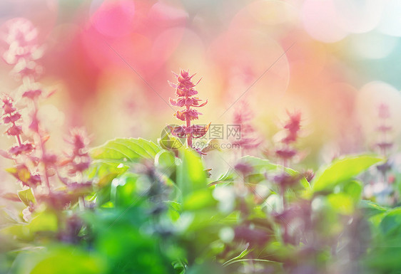 花园里的薄荷花图片