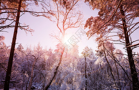 风景秀丽的雪覆盖森林冬季很适合圣诞节背景图片