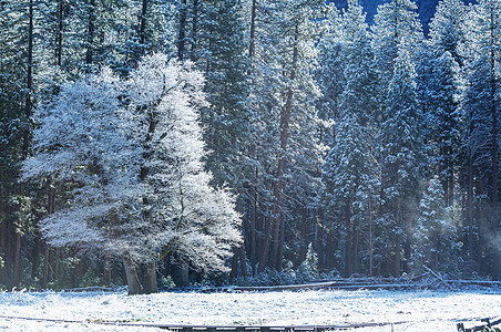 秋森林风景秀丽的雪覆盖森林冬季很适合圣诞节背景背景