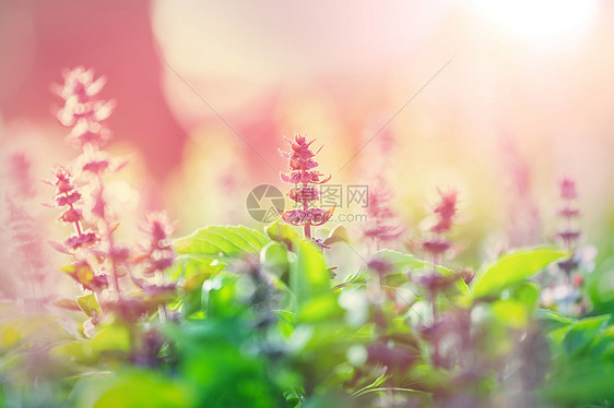 花园里的薄荷花图片