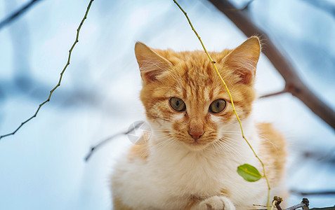 成年家猫坐草地上图片