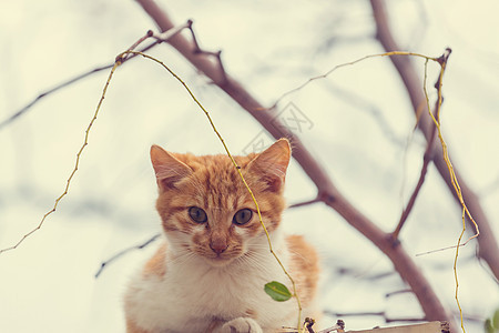 成年家猫坐草地上背景图片
