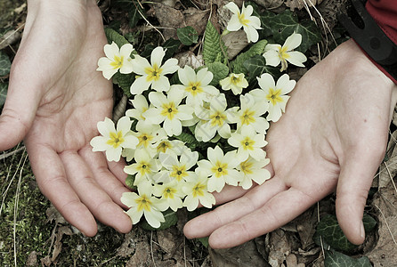 美丽的花朵的特写镜头适合花卉背景图片