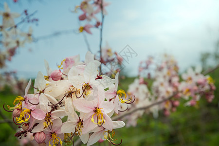 决明子瘘管树美国夏威夷春季开花背景图片