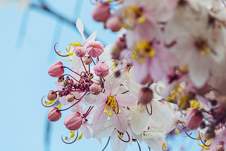 决明子瘘管树美国夏威夷春季开花背景图片