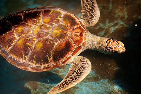 斯里兰卡岛上的野生海龟图片